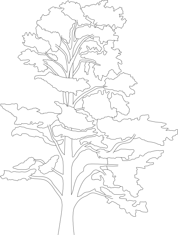 ATLAS CEDAR