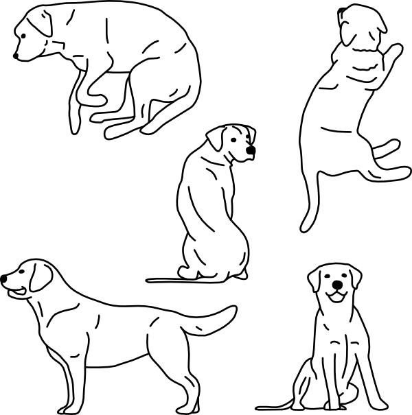 DOG 02