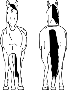 HORSE 3