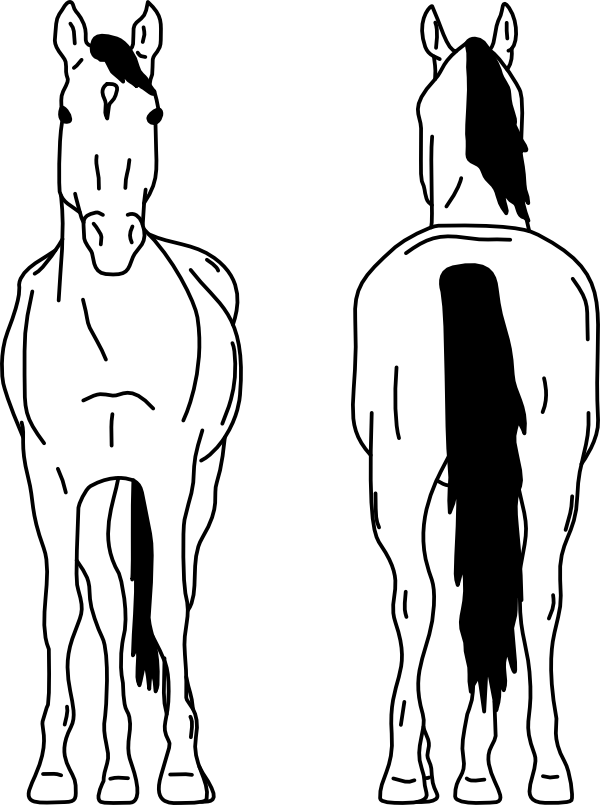 HORSE 3