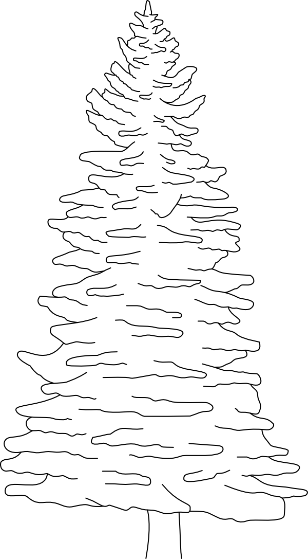 NORWAY SPRUCE