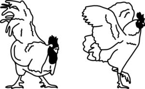 ROOSTER 01